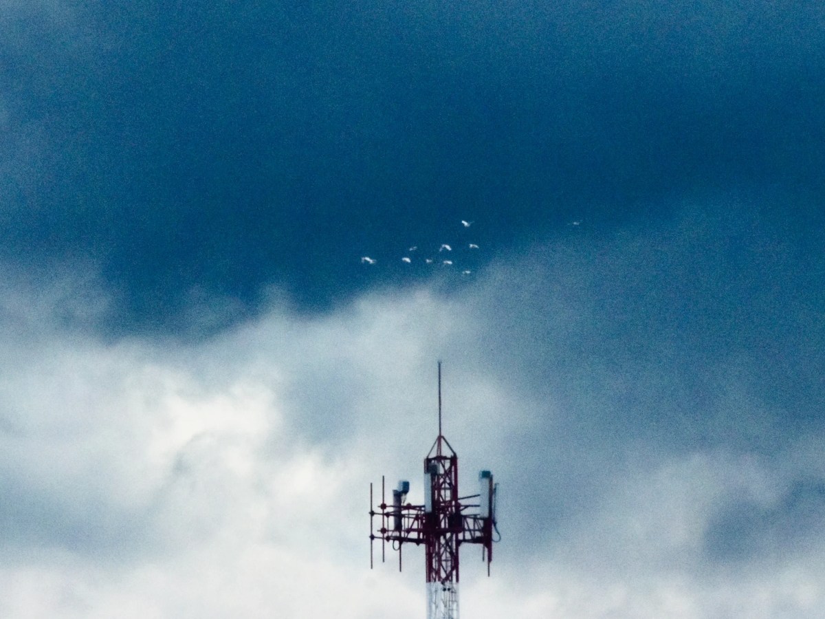 Pájaros caen del&nbsp;cielo