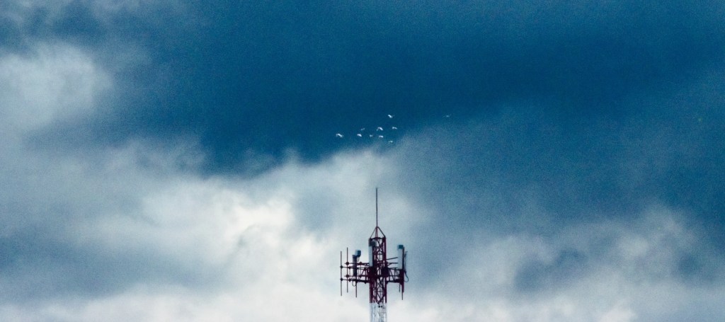 Pájaros caen del cielo