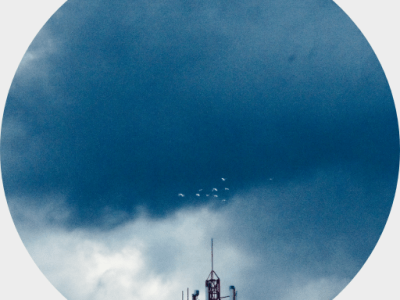 Pájaros caen del&nbsp;cielo